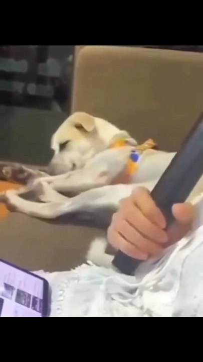 Le chien est bluffé, vraiment!