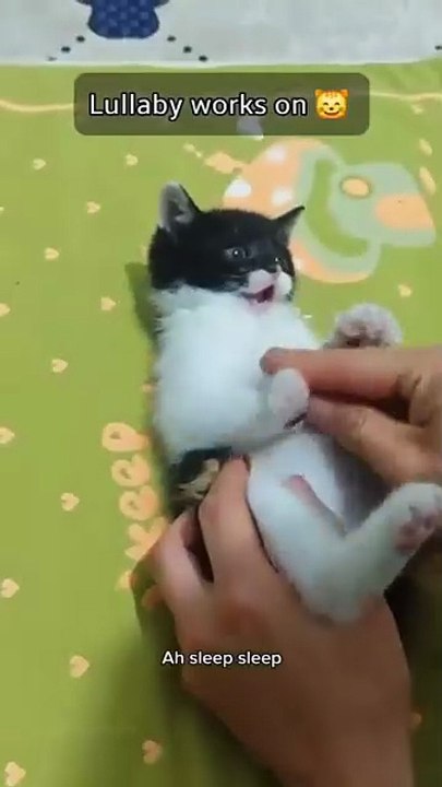 Berceuse de chaton grincheux…