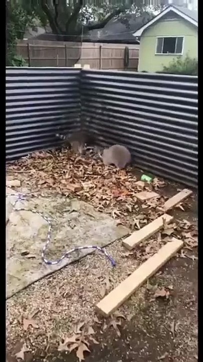 Allons‑y, le RUMBLEAAAA est là!