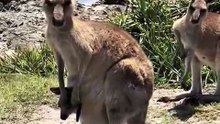 Kangaroo in Australia