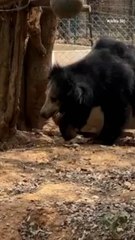 Rescue Bear Injured in Snare Trap Becomes First of His Kind to Receive a Prosthetic Leg