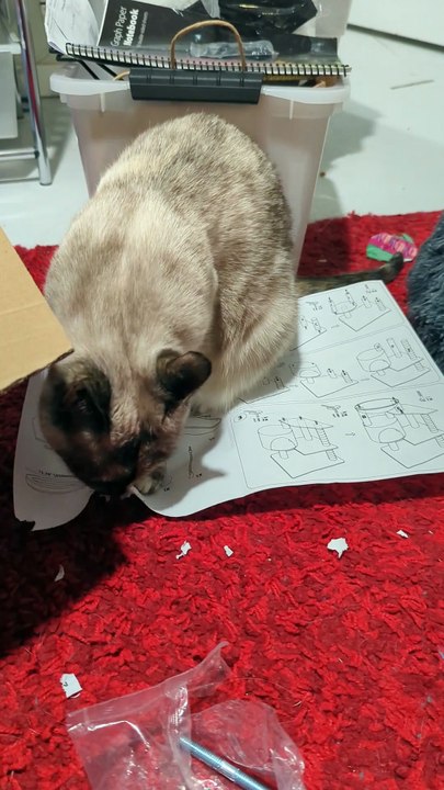 Au lieu du nouveau lit ou du nouvel arbre que je montez, Amelia préfère le nouveau papier qu’elle peut détruire pendant que j’essaie de le lire.