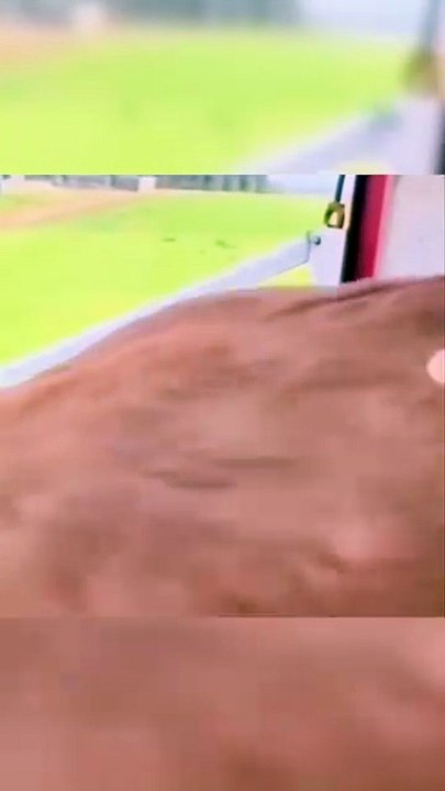 Taureau s'éclate en voyant les vaches.