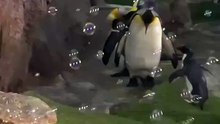 Pingouin fou à cause des bulles