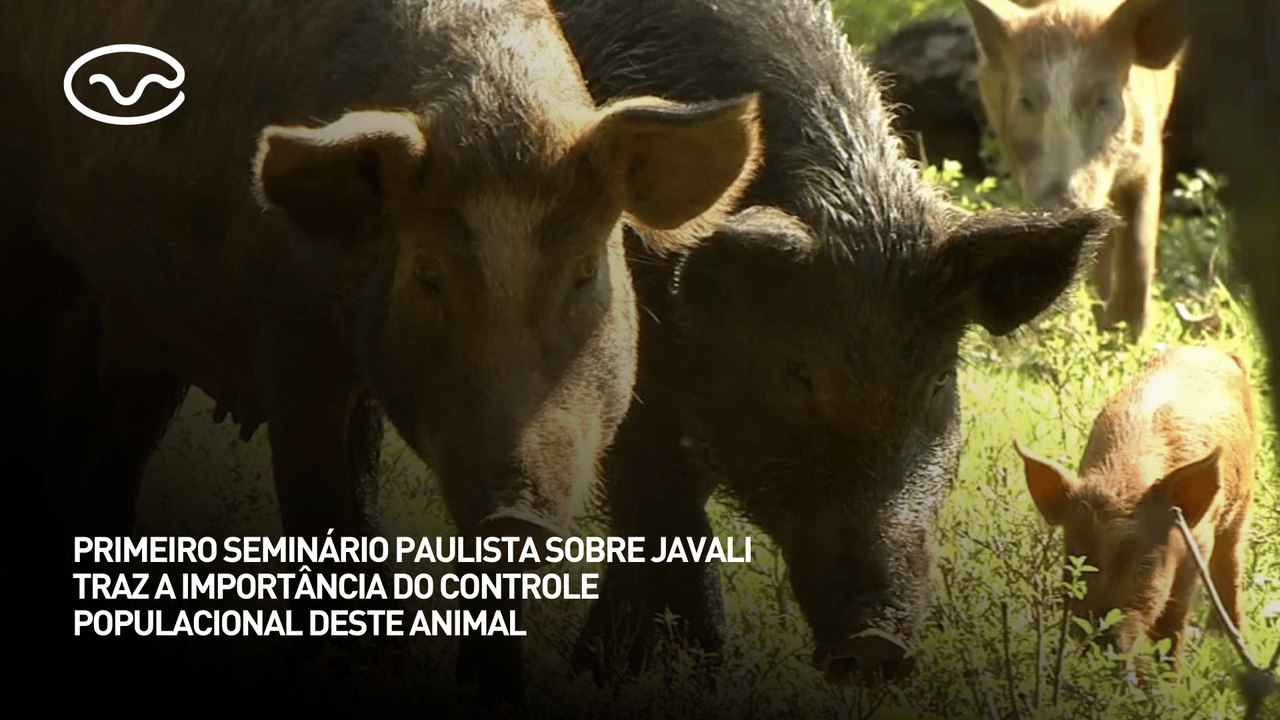 Primeiro seminário paulista sobre javali traz a importância do controle populacional do animal