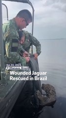Wounded Jaguar Rescued In Brazil
