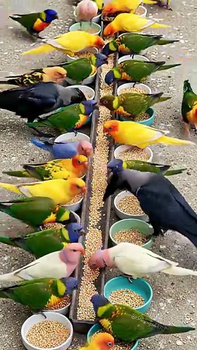 Crow Sound 🥰 Crows Join Colorful Talking Birds for a Peaceful Meal! 🦜 Bird Sound #animalsounds