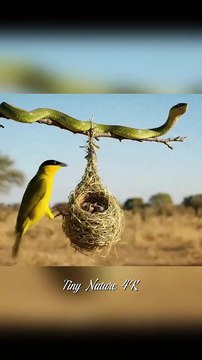 Brave Weaver Bird Defends Hanging Nest from Snake _ African Wildlife in 4K