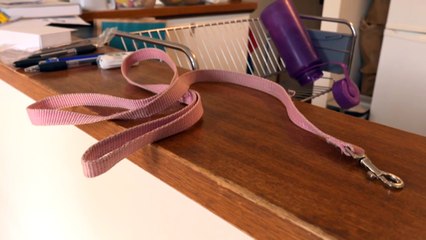 Rise in cases of algae poisoning among dogs in Canberra