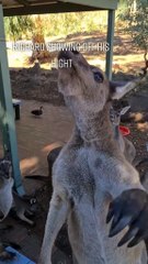 Kangaroo diaries only in Australia
