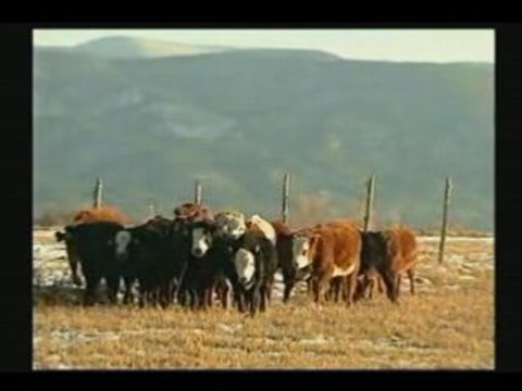 - Mutilations Animales 5 5