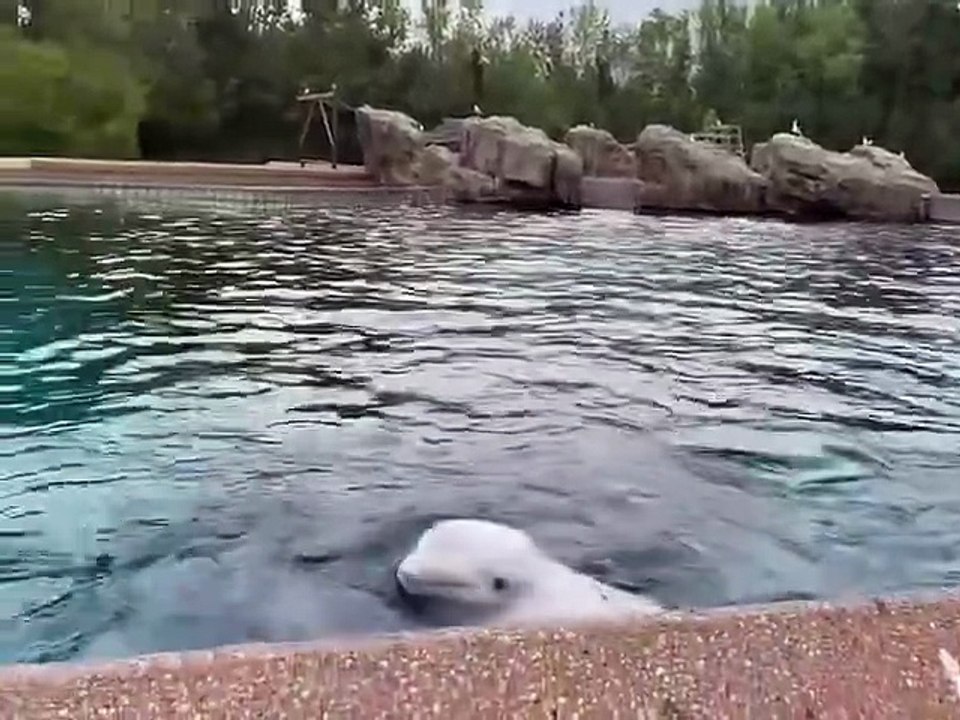 Marineland belugas