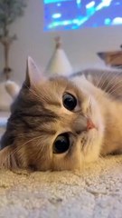 ”  🐈 “My Cat’s Daily Life – Cuteness & Mischief!”