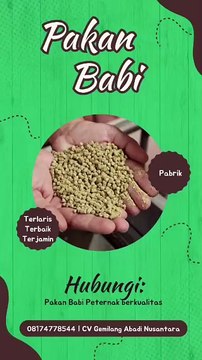 Jual Pakan Babi Pupuan Tabanan, WA +6281 747 785 44, TERMURAH…!!