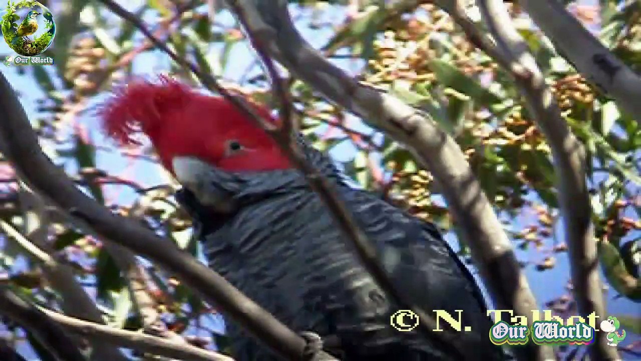Gang-gang Cockatoo - Callocephalon fimbriatum