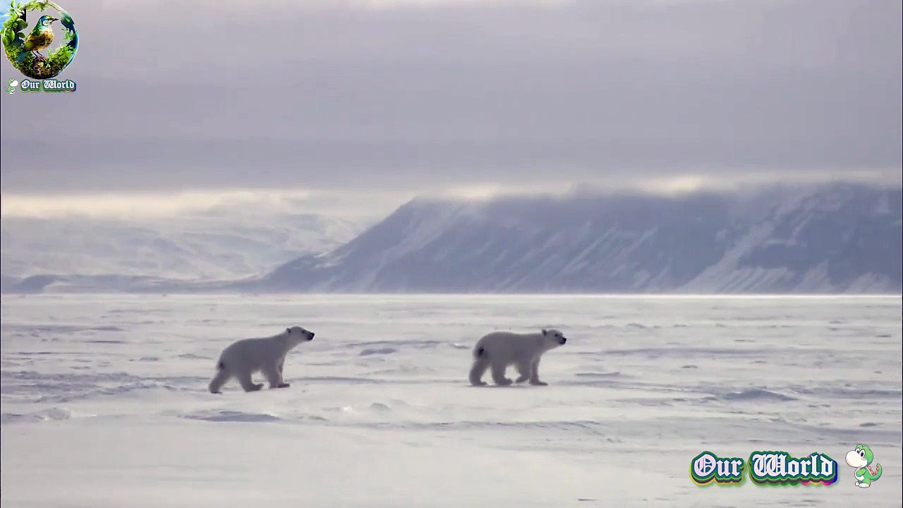 POLAR BEAR 01