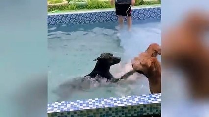 Funniest Cats and Dogs Clip 2025😼🐶Try Not To Laugh😜