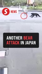 Bear attacks woman out walking in Japan