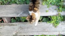 Good Morning World! 😻 My Cat’s Healthy Start to the Day #shorts #cat #funny #funnycats #viralcats #trending #goodmorning #fyp