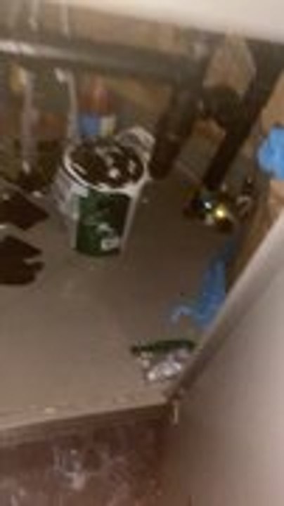 Person Gets Surprised as Raccoon Emerges Instead of Cat From Trailer