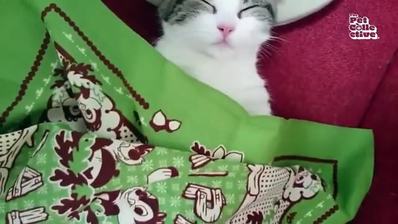 These CATS are too FUNNY! 🤣 | New Cat Videos 2025