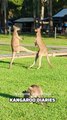 Kangaroo diaries only in Australia 🇦🇺