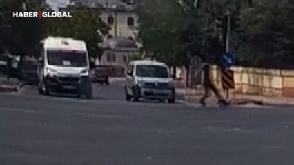 Araba çarptı ardından takla attı, tepkisizce yoluna devam etti