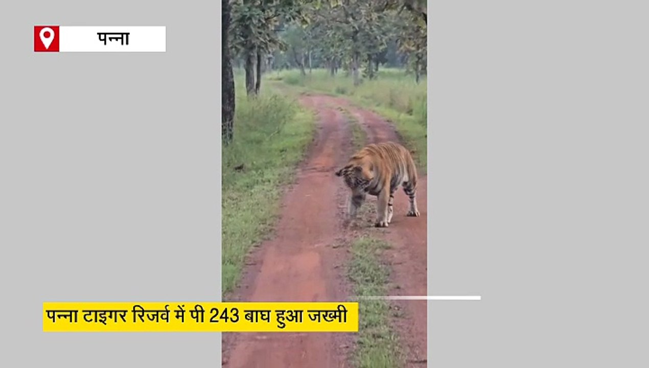 पन्ना टाइगर रिजर्व में बाघ का फूटा सिर, निकली चमड़ी, फिर भी मदमस्त चाल में नहीं कोई कमी
