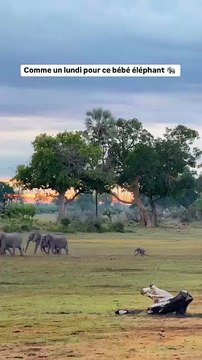 Avec ses petites pattes et son grand cœur, ce jeune éléphant s’aventure pas à pas dans l’immensité sauvage. Avec @jackswynnerton