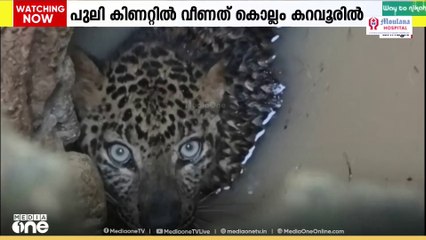 കൊല്ലം കറവൂർ ചാങ്ങാപ്പാറയിൽ കിണറ്റിൽ വീണ പുലിയെ രക്ഷപ്പെടുത്തി