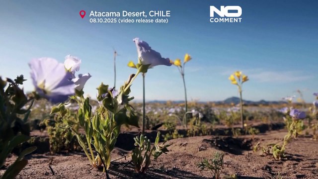 Şili'nin Atacama Çölü, nadir kış yağmurları ile çiçek bahçesine döndü