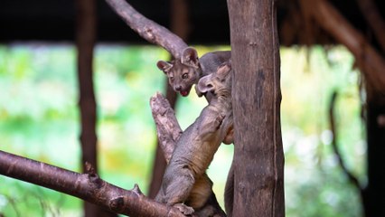 The UK’s only fossa pups leave their den for the first time after being born at Chester Zoo