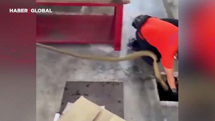 Dev yılan operasyonu izlenme rekoru kırdı, yuvasından böyle uyandırıldı