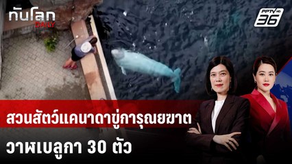 ไม่มีเงินเลี้ยง! สวนสัตว์แคนาดาขู่การุณยฆาตวาฬเบลูกา 30 ตัว | ทันโลก DAILY | 9 ต.ค. 68