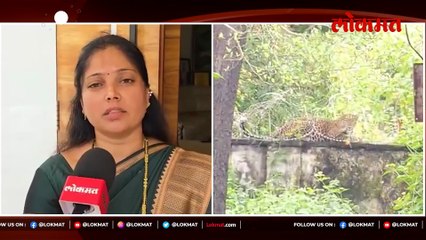 बिबट्यामुळे हैरान नाशिककर यात AI मुळे अजून भर नाशिकर...