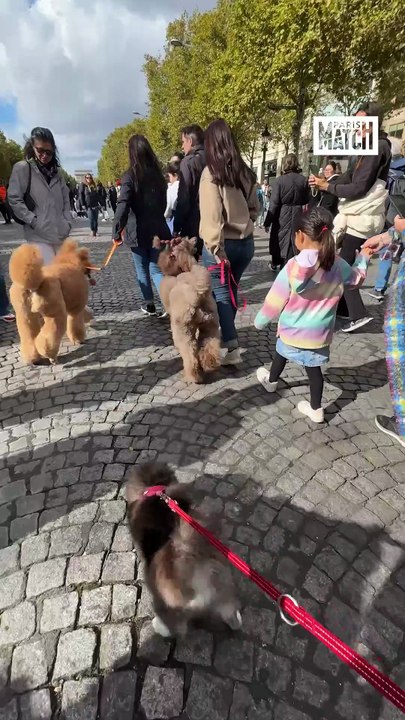Un grand défilé de chiens et de chats sur les Champs-Élysées