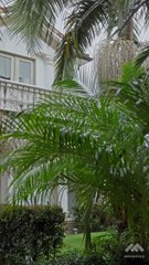 Lady CEO’s Revenge- Drama FULL MOVIES ENGLISH SUB