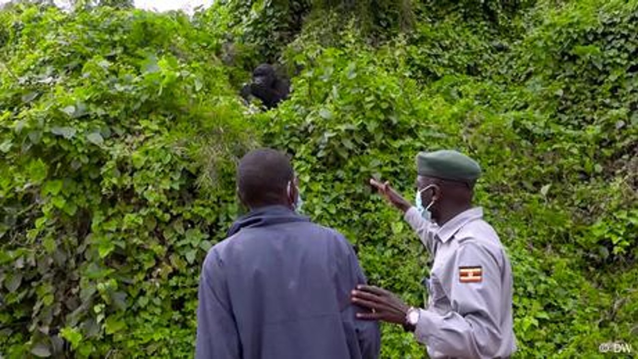 Uganda: Ehemalige Wilderer schützen die letzten Berggorillas