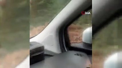 Bolu'da bir vatandaş ayı ile sohbet etti: 'Kanka cips vereyim mi?'