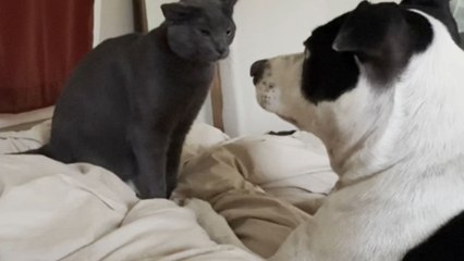 Dog stays gentle while cat fiercely holds her ground during a dramatic pet face-off at home