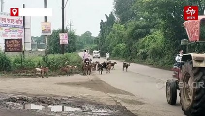 बुरहानपुर में आवारा कुत्तों का कहर, रोजाना दर्जनों लोग बन रहे शिकार, शहर में भय का माहौल