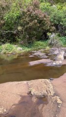 LA BEAUTE de la nature luxuriante