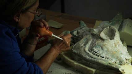 Çankırı'da zürafaya ait kafatası fosili bulundu