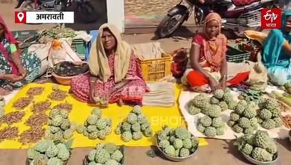 मेळघाटात सीताफळांचा हंगाम सुरू; पर्यटकांच्या तोंडाला चव अन् आदिवासींच्या हाती पैसा!