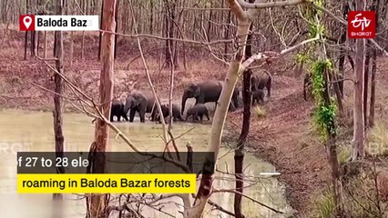 WATCH | Elephant Herd's Stroll Through Baloda Bazar Forests