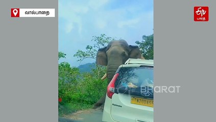 "வணக்கம்டா மாப்ள... வால்பாறையில இருந்து..." - வாகன சோதனையில் ஈடுபட்ட கபாலி கொம்பன் யானை!