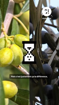 Les olives noires sont des olives vertes ?