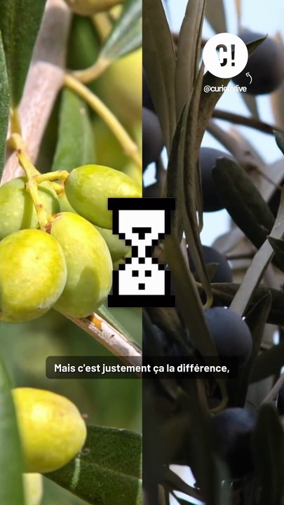 Les olives noires sont des olives vertes ?