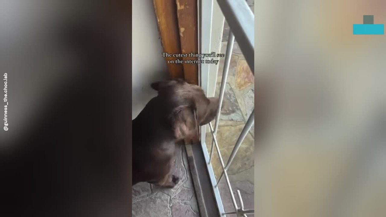 Labrador Helps Owner Carry Work Bag