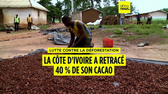 Déforestation : la Côte d'Ivoire a retracé 40 % de son cacao